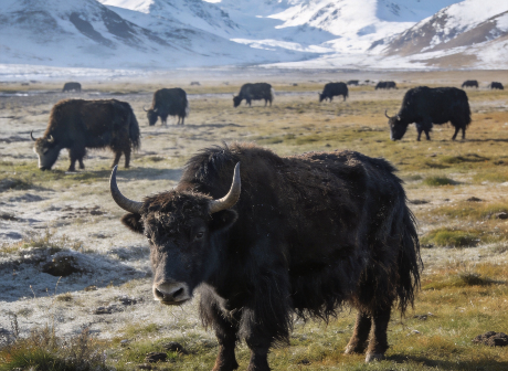 Yaks grazing on highland pasture at 3,500 meters with snow mountains
